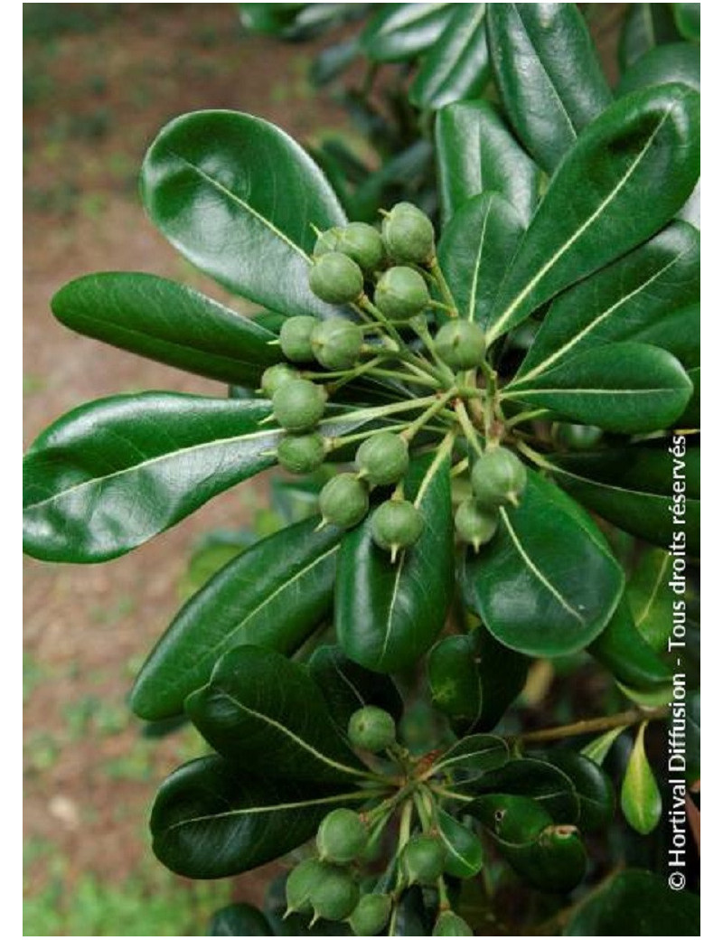 PITTOSPORUM tobira