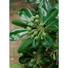 PITTOSPORUM tobira