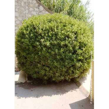 PITTOSPORUM tobira