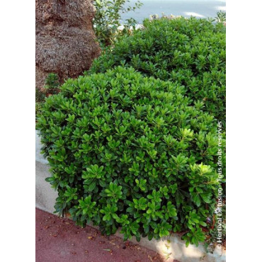 PITTOSPORUM tobira NANA