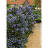 CEANOTHUS VICTORIA