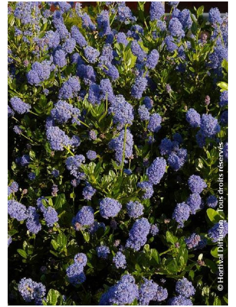 CEANOTHUS VICTORIA