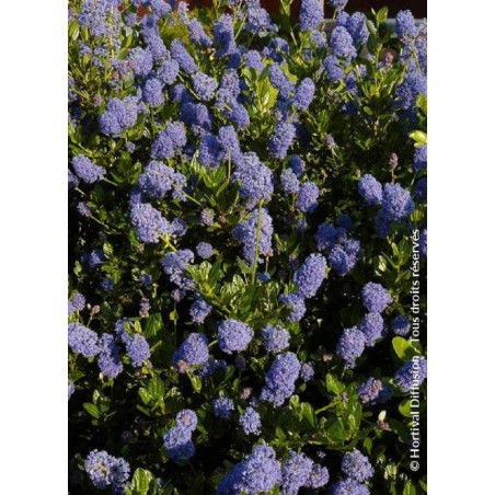 CEANOTHUS VICTORIA