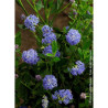 CEANOTHUS VICTORIA