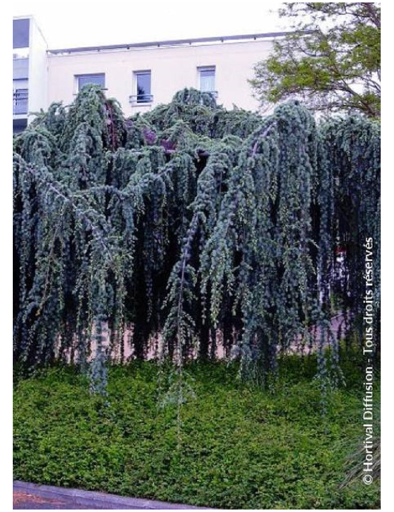 CEDRUS atlantica GLAUCA PENDULA