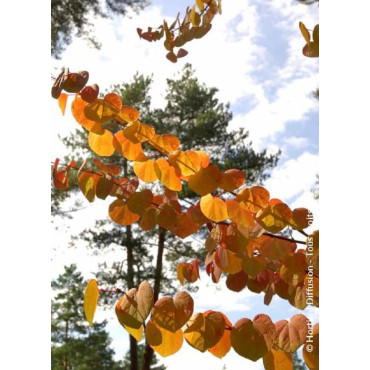 CERCIDIPHYLLUM japonicum