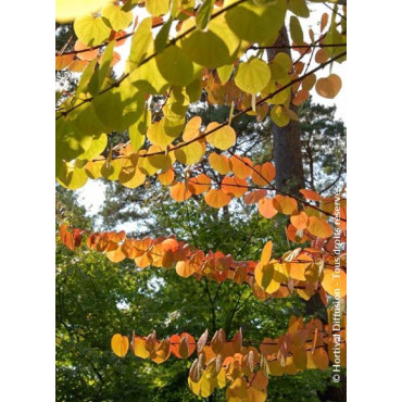 CERCIDIPHYLLUM japonicum