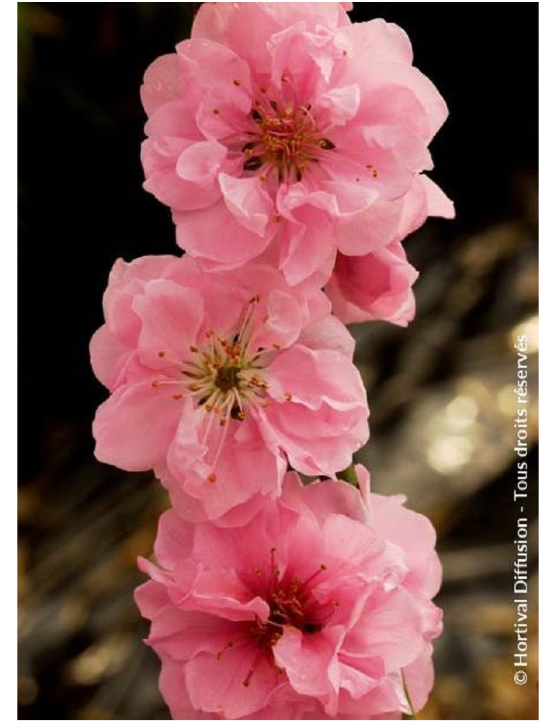 PRUNUS persica TAOFLORA PINK