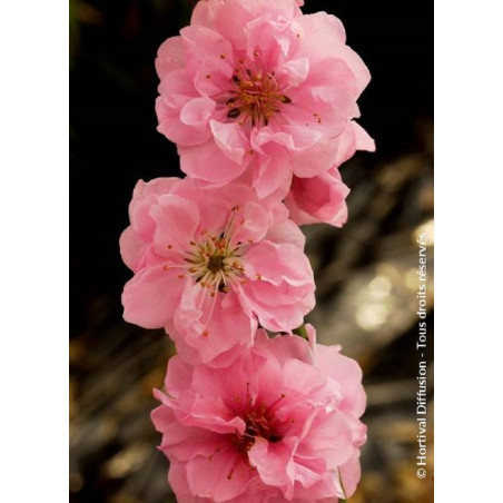 PRUNUS persica TAOFLORA PINK