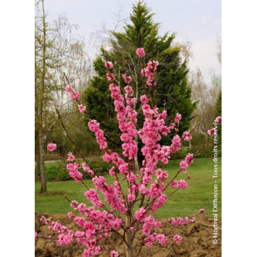 PRUNUS persica TAOFLORA PINK