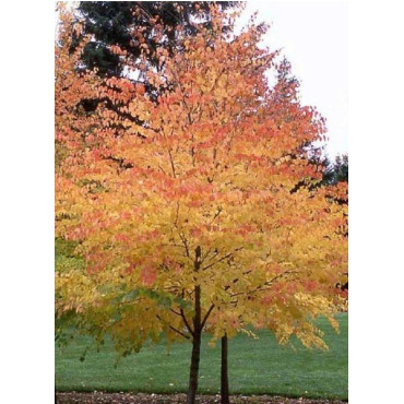 CERCIDIPHYLLUM japonicum