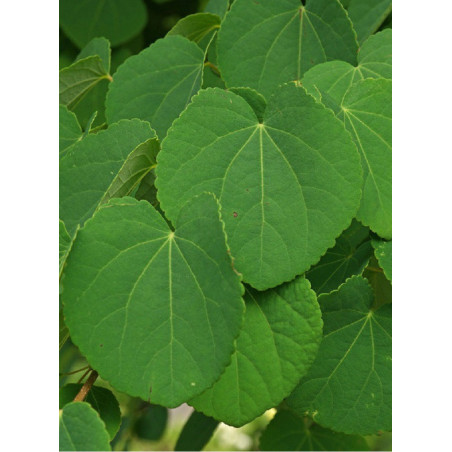 CERCIDIPHYLLUM japonicum