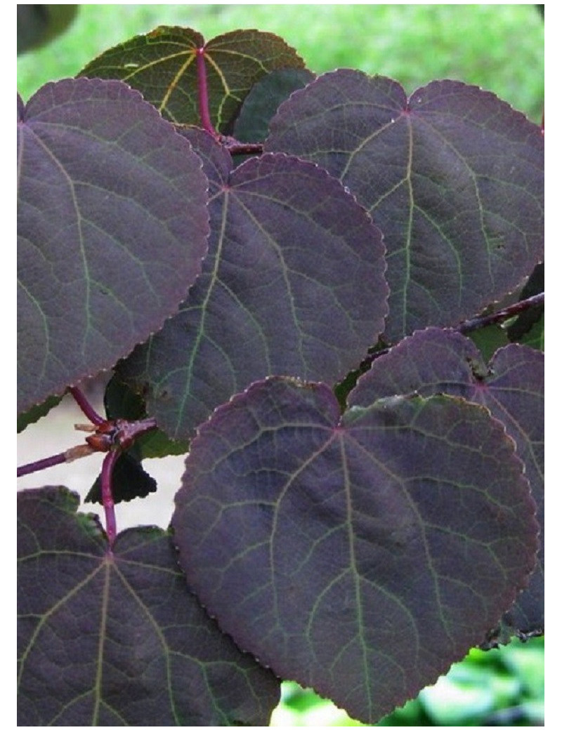 CERCIDIPHYLLUM japonicum ROTFUCHS