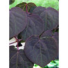 CERCIDIPHYLLUM japonicum ROTFUCHS