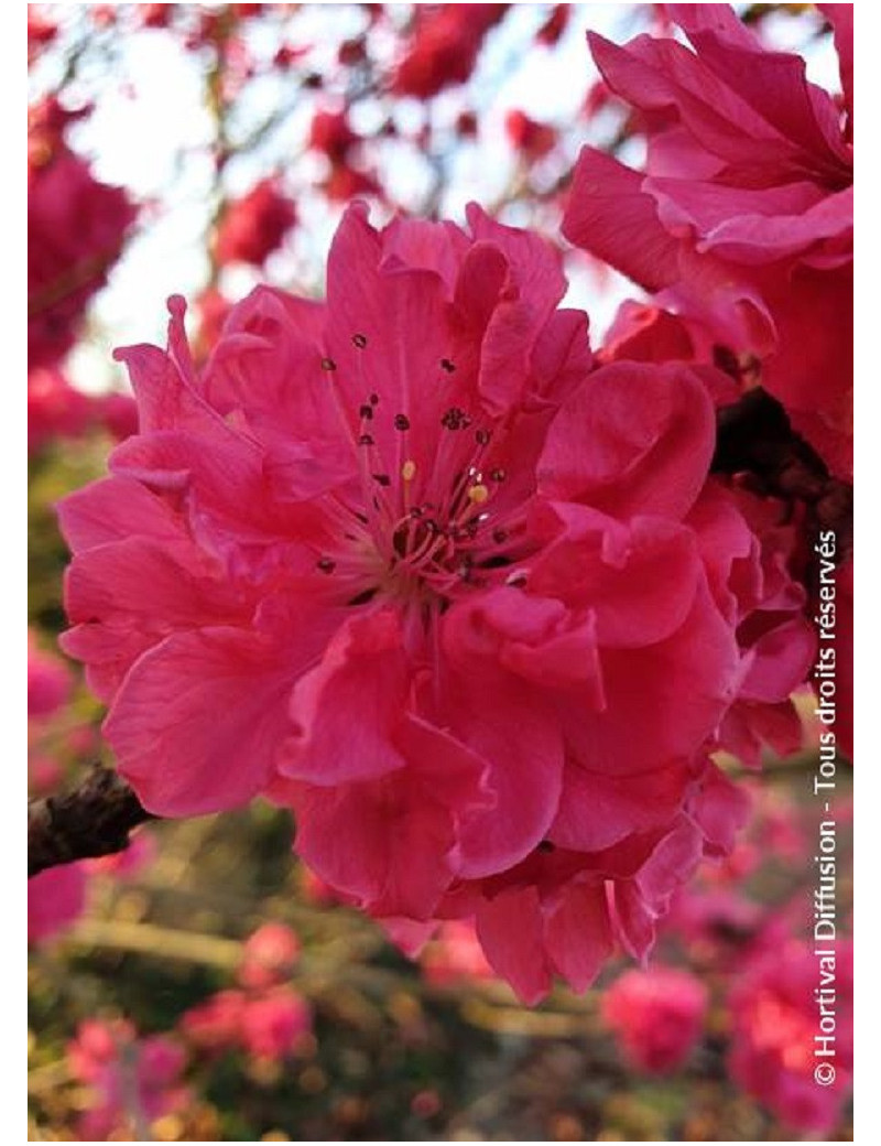 PRUNUS persica TAOFLORA RED