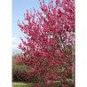 PRUNUS persica TAOFLORA RED