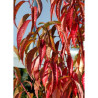 PRUNUS persica TAOFLORA RED