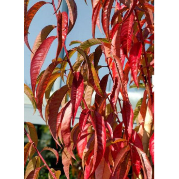 PRUNUS persica TAOFLORA PINK