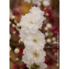 PRUNUS persica TAOFLORA WHITE