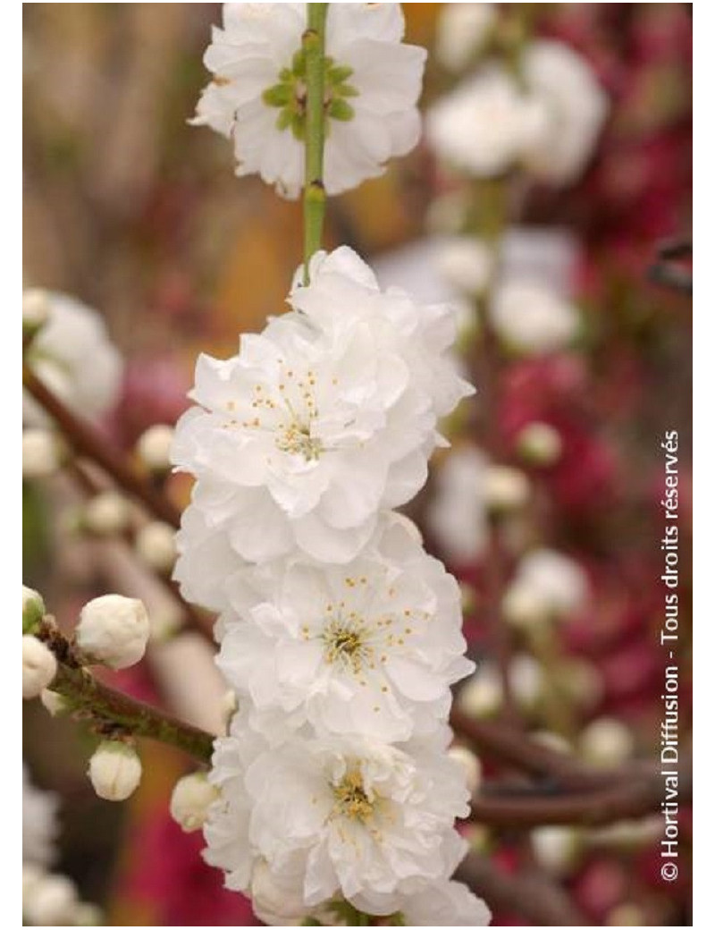 PRUNUS persica TAOFLORA WHITE