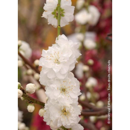 PRUNUS persica TAOFLORA WHITE