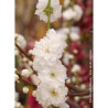 PRUNUS persica TAOFLORA WHITE