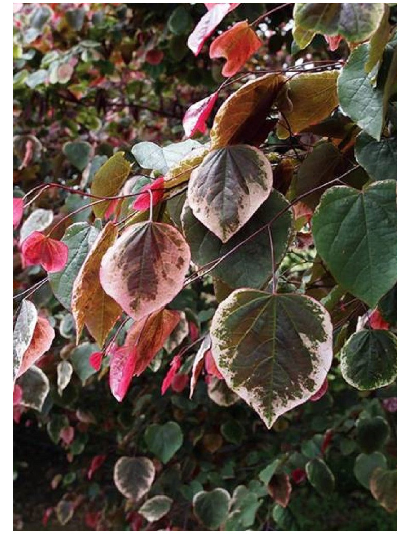 CERCIS canadensis CAROLINA SWEETHEART