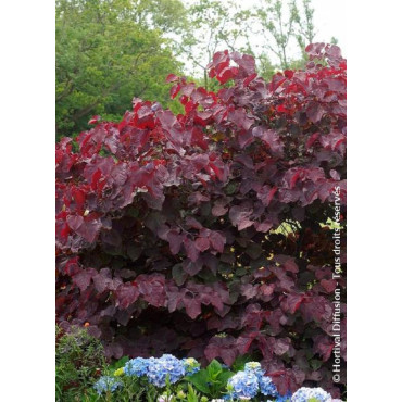 CERCIS canadensis FOREST PANSY