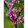 CERCIS canadensis FOREST PANSY