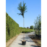 PRUNUS pandora En pot de 35-50 litres forme tige hauteur du tronc 180-200 cm