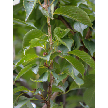 PRUNUS pandora