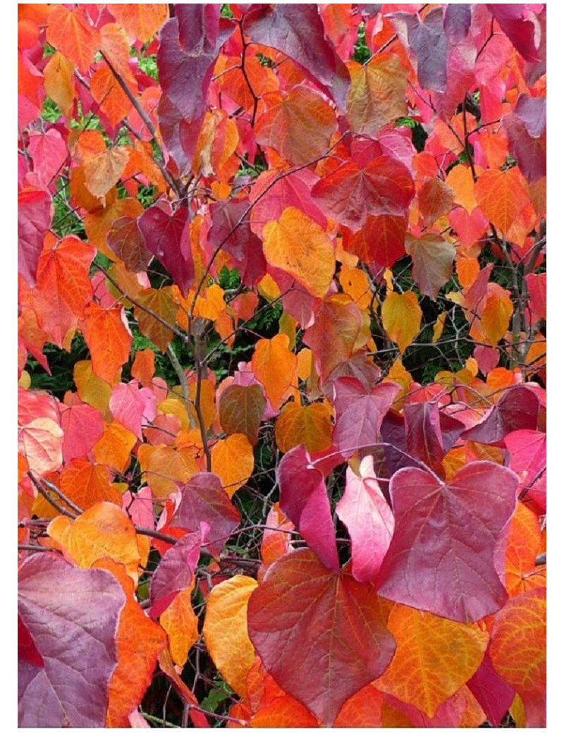 CERCIS canadensis FOREST PANSY