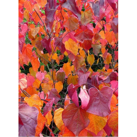 CERCIS canadensis FOREST PANSY