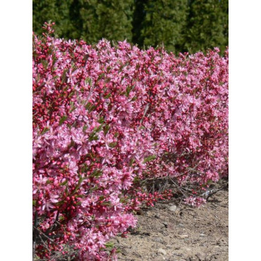 PRUNUS tenella FIRE HILL