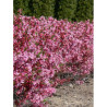 PRUNUS tenella FIRE HILL