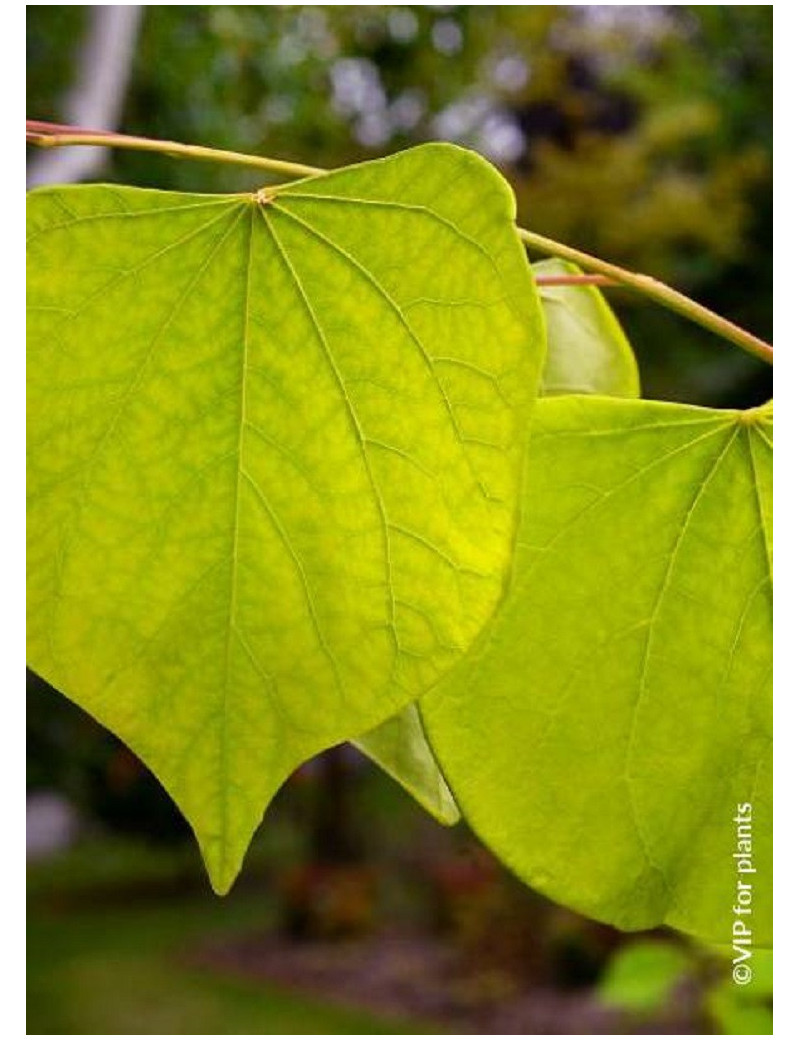 CERCIS canadensis HEARTS OF GOLD