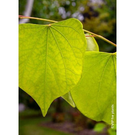 CERCIS canadensis HEARTS OF GOLD