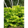 CERCIS canadensis HEARTS OF GOLD