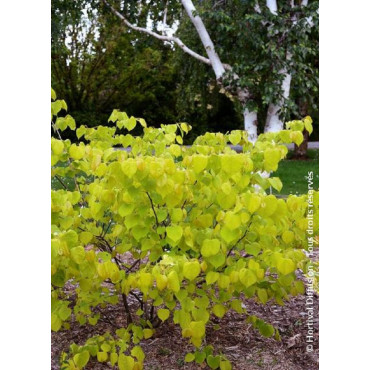 CERCIS canadensis HEARTS OF GOLD