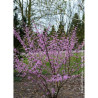 CERCIS canadensis HEARTS OF GOLD