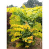 CERCIS canadensis HEARTS OF GOLD