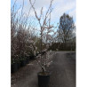 PRUNUS TRAILBLAZER En pot de 25-30 litres