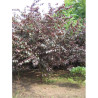 PRUNUS TRAILBLAZER