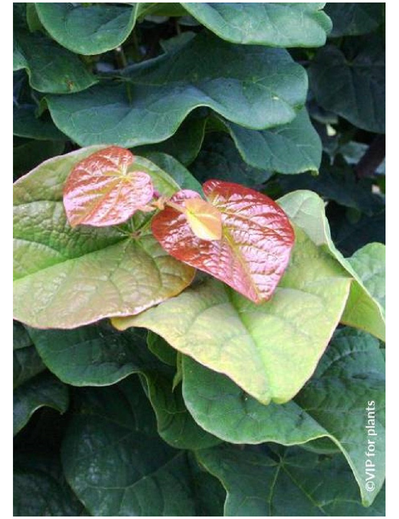 CERCIS canadensis LITTLE WOODY