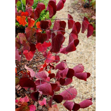 CERCIS canadensis RED FORCE