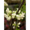 CERCIS canadensis ROYAL WHITE