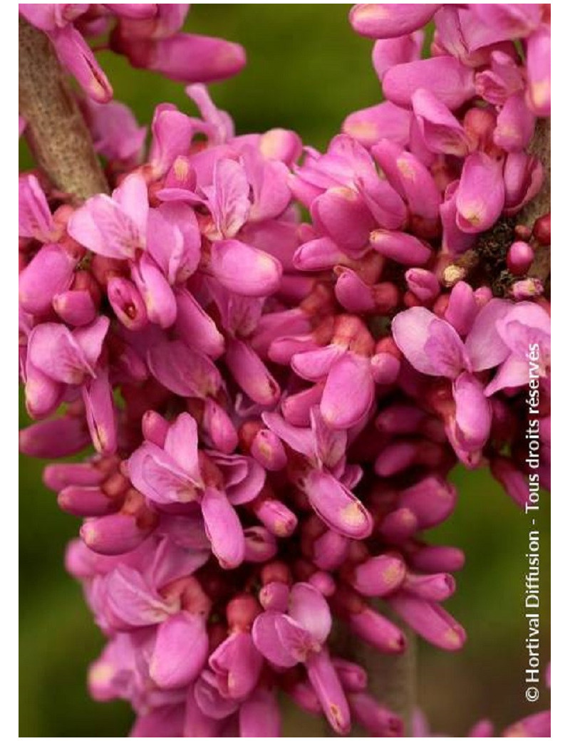 CERCIS chinensis AVONDALE