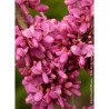 CERCIS chinensis AVONDALE