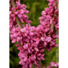 CERCIS chinensis AVONDALE