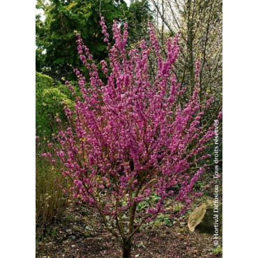 CERCIS chinensis AVONDALE